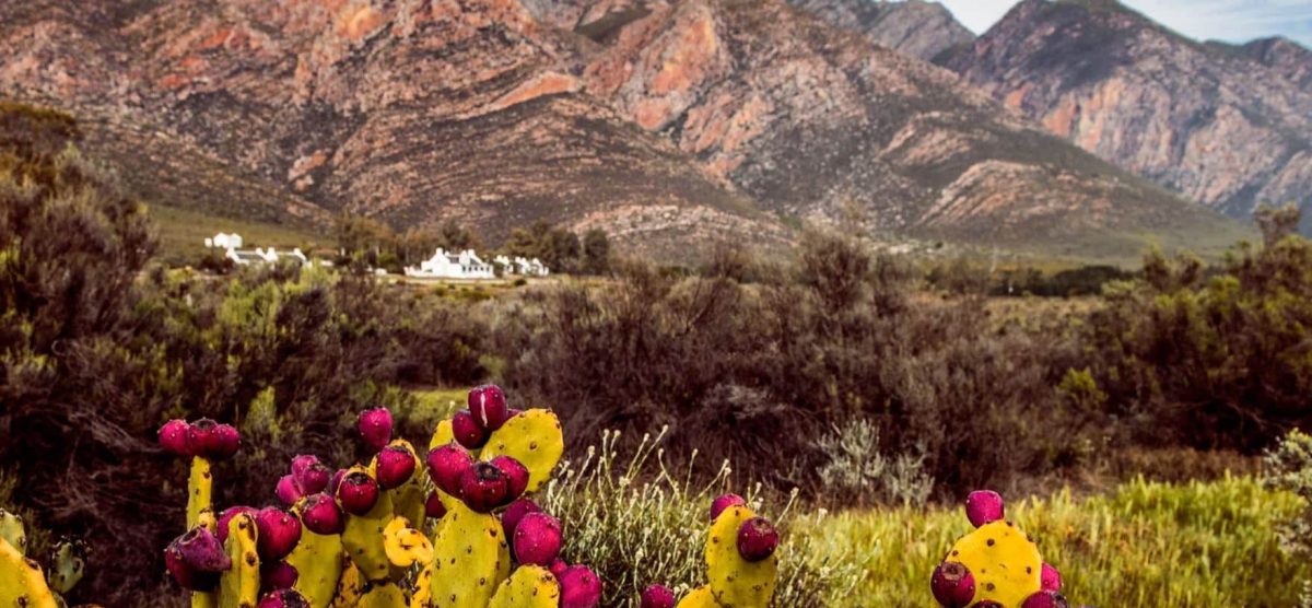 Cedarberg Travel | Galenia Estate