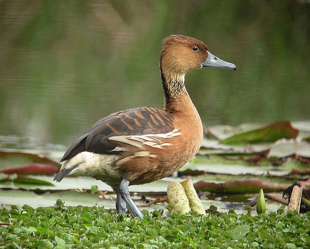 Cedarberg Travel | Ethiopia Birding Tour