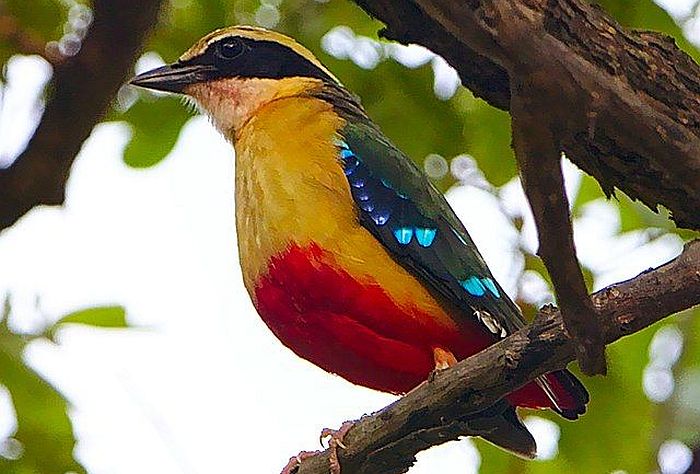 African Pitta - courtesy of Wikipedia multimedia commons - photo by Derek Keats, birding in Malawi