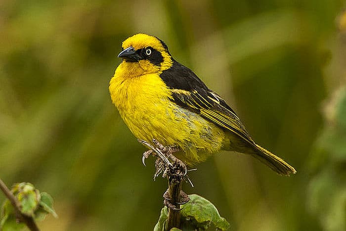 Baglafecht Weaver - courtesy of Wikipedia multimedia commons, photo by Francesco Varenesi
