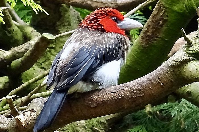 Brown-breasted barbet - Wikipedia multimedia commons - photo by