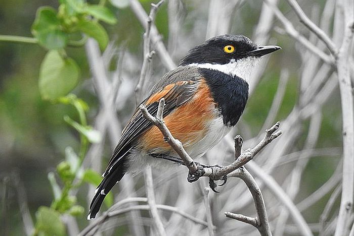 Cape Batis - courtesy of Wikipedia multimedia commons - photo by Matthew Fainman, birding in Malawi