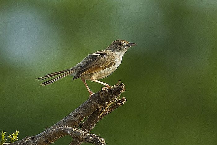 Churring Cisticola- courtesy of Wikipedia multimedia commons, photo by Francesco Varenesi