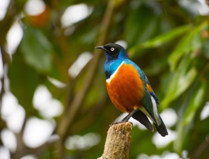 Ethiopia Birding Tour