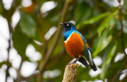 Ethiopia Birding Tour