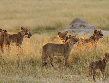 Lion pride on a Hwange safari, zimbabwe safari tours