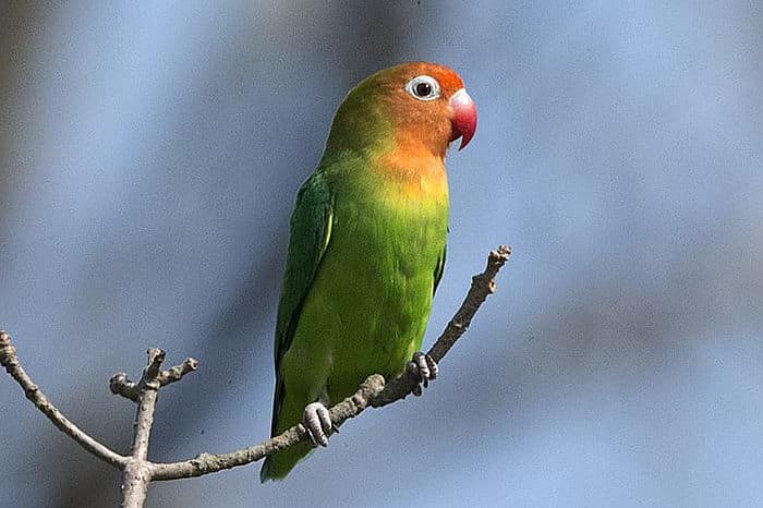 Lilians Lovebird - Wikipedia multimedia commons - photo by Lip Kee