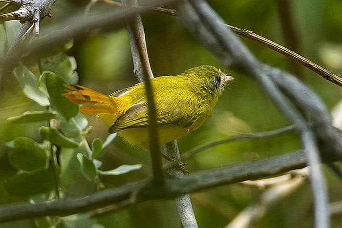 Livingstone Flycatcher - courtesy of Wikipedia multimedia commons - photo by Francesco Varenesi, birding in Malawi