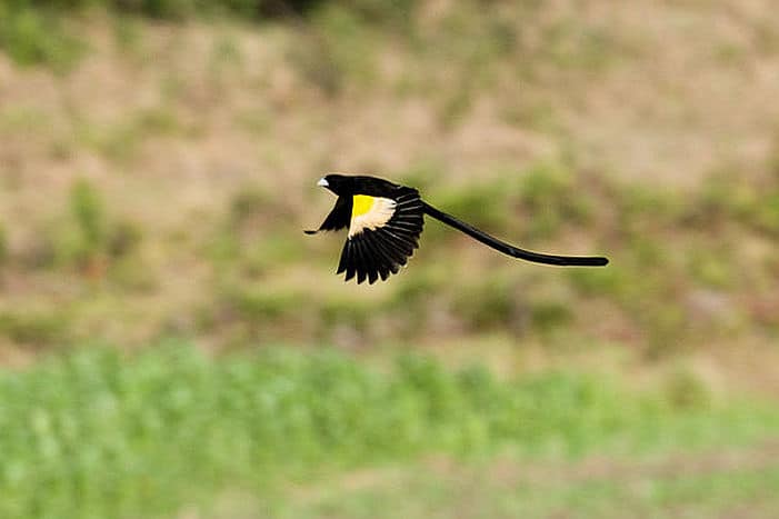 Mountain marsh widowbird - 