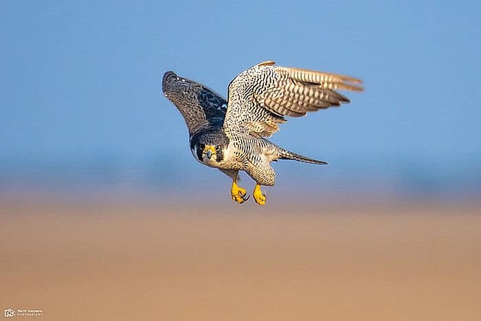 Peregrine Falcon - courtesy of Wikipedia multimedia commons - photo by Kansara, birding in Malawi