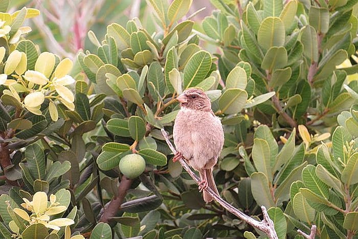 Streaky-headed Seedeater - courtesy of Wikipedia multimedia commons - photo by Ron Knight, birding in Malawi