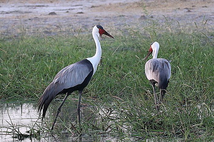 - courtesy of Wikipedia multimedia commons, photo by Arne Slotte