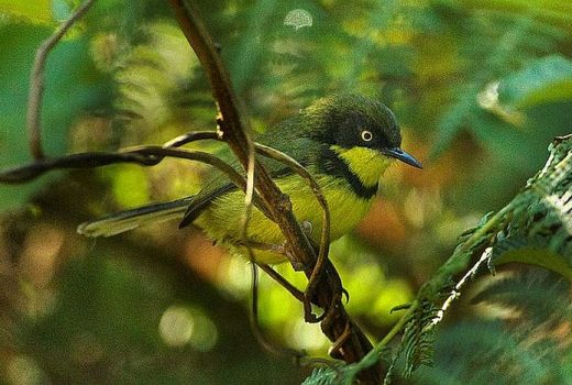 Birding Safaris in Malawi