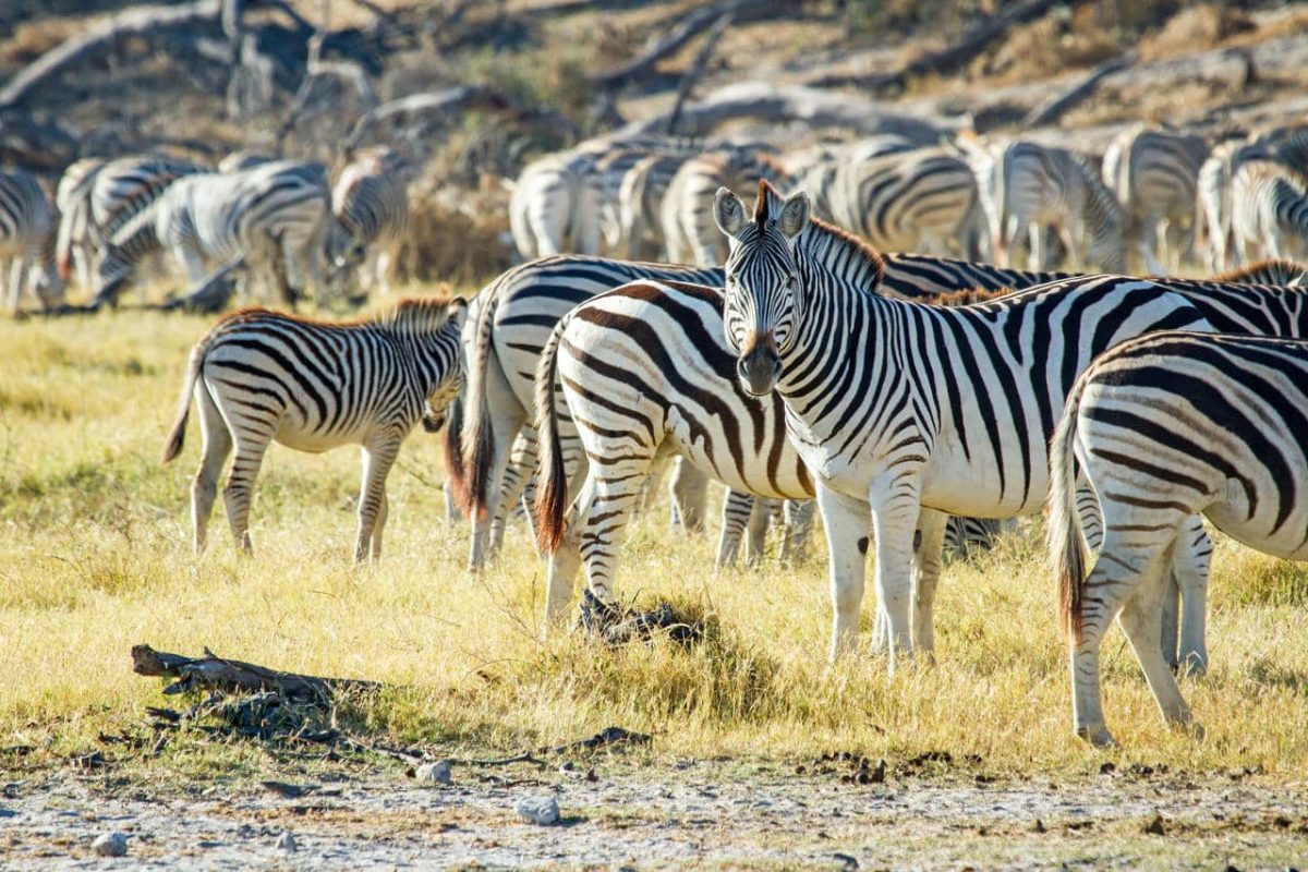 Zebra migration in Boteti river