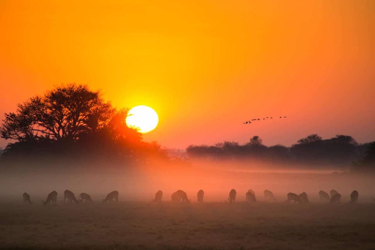 Cedarberg Travel | Busanga Plains Camp
