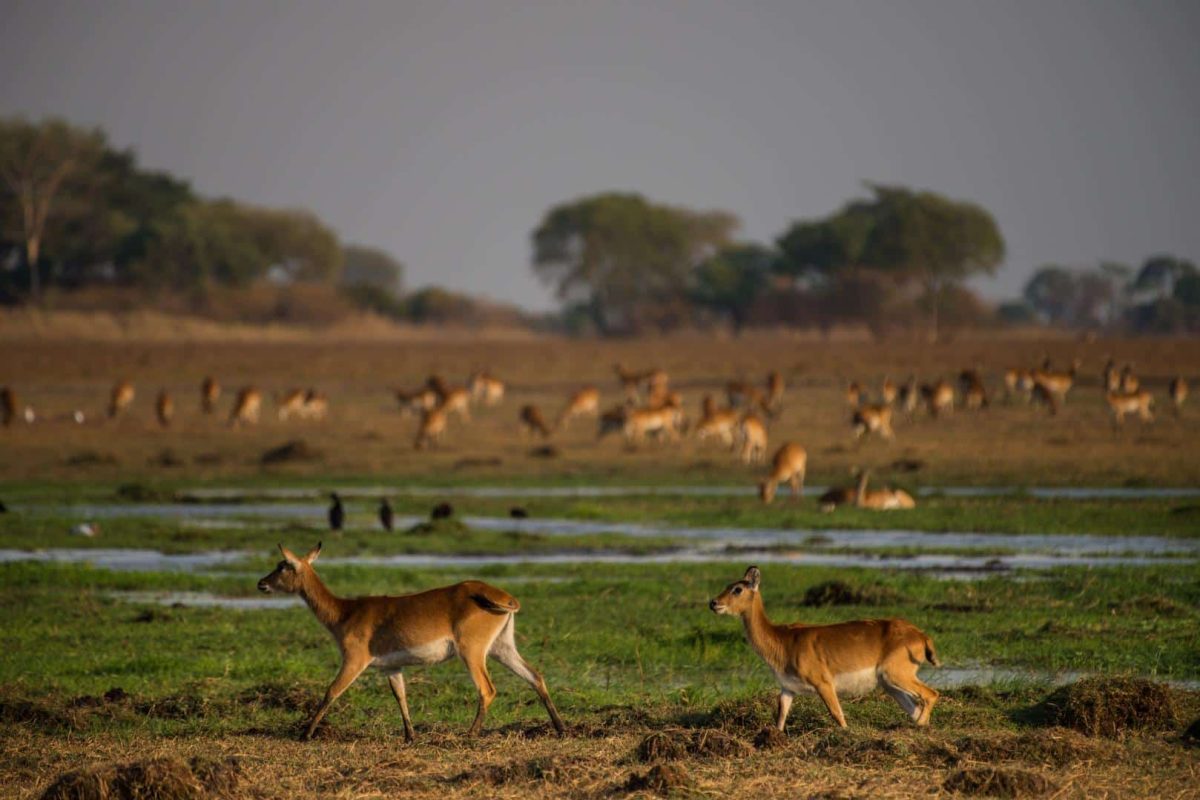 Cedarberg Travel | Chisa Busanga Camp