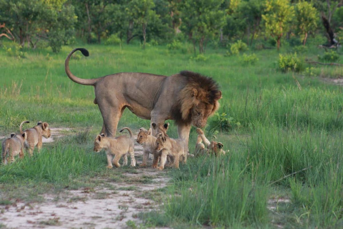 Cedarberg Travel | Mukambi Safari Lodge