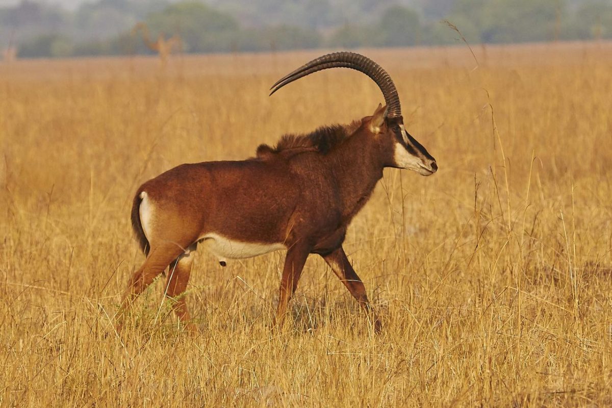 Cedarberg Travel | Busanga Plains Camp