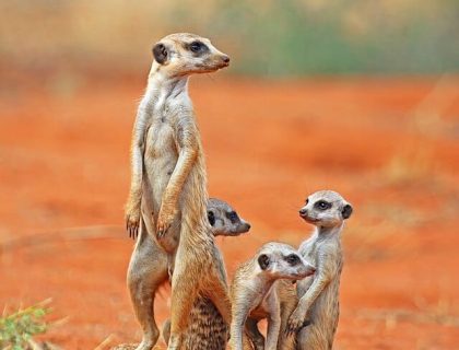 Meerkat (Suricata suricatta) with 3 young, courtesy of Charles J Sharp, Wikimedia Commons