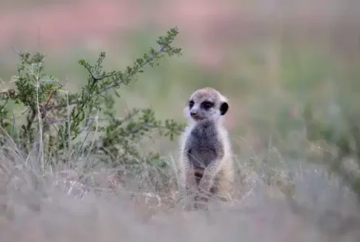 Best Places to see Meerkats in Southern Africa