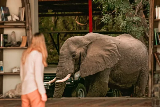 Why a Green Season safari is golden