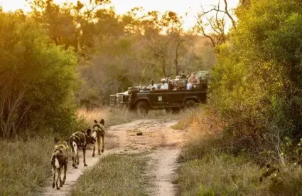 Best Places to see Wild Dogs in Africa