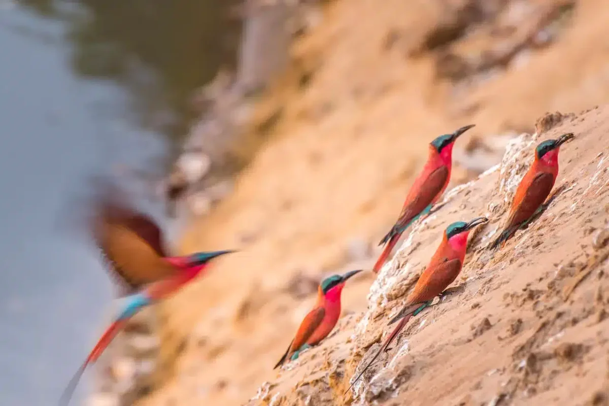 Cedarberg Travel | Shawa Luangwa Camp