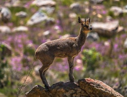 Klipspringer in the Cederberg Mountains