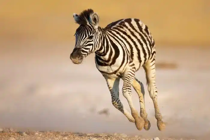 Baby zebra in Etosha National Park