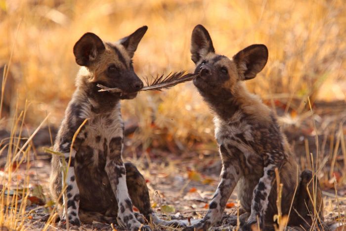 Kwando-wild_dog_13_EDIT