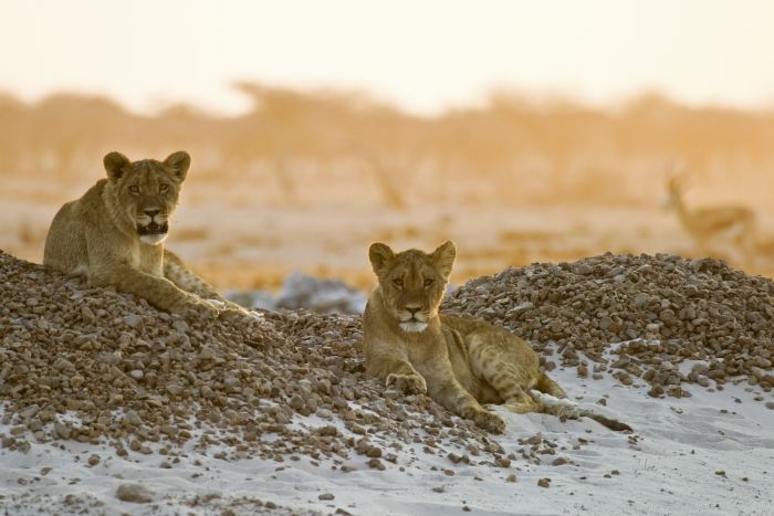 Makgadikgadi-nxai-pan-lions
