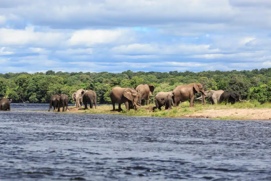 Cedarberg Travel | Zambezi Mubala Lodge