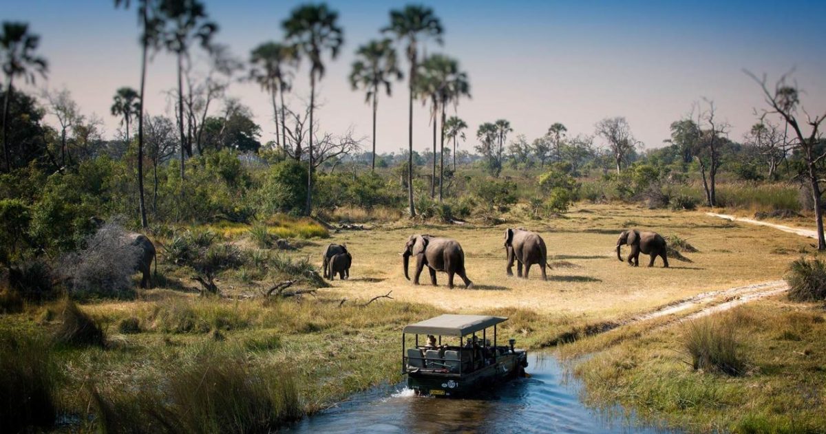Botswana game-viewing