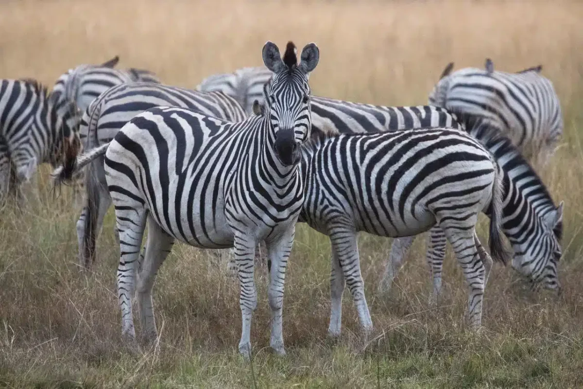 Cedarberg Travel | Duba Explorers Camp