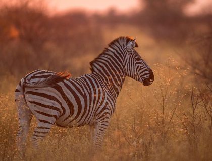 Zebra in the Central Kalahari