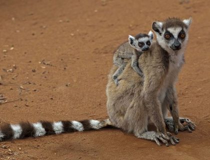 Ring-tailed lemur safaris in dry spiny forest of Madagascar