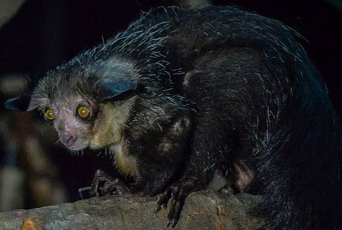 Aye aye lemur, canal de Pangalanes