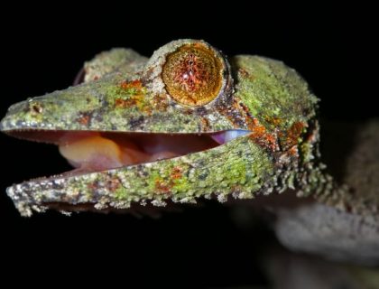 Giant leaf-tailed gecko in Ranomafana