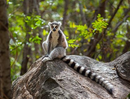 Ring tailed lemur safari in Ranomafana