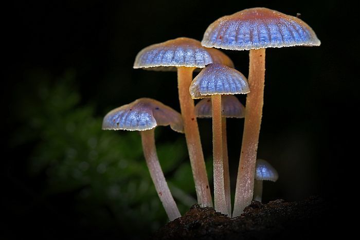 Ranomafana national park, Madagascar attractions