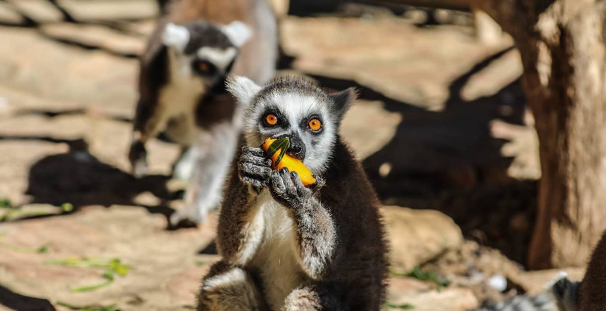 Cedarberg Travel | Relais du Kirindy