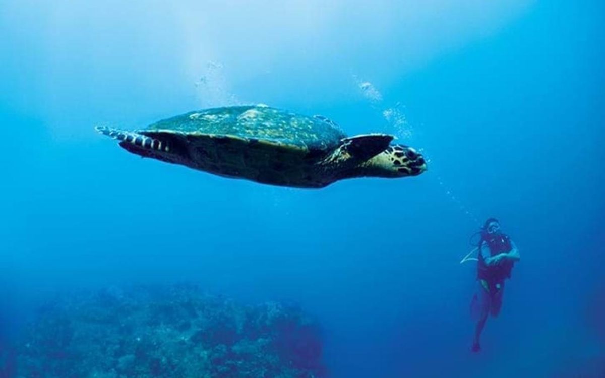 Cedarberg Travel | Constance Tsarabanjina