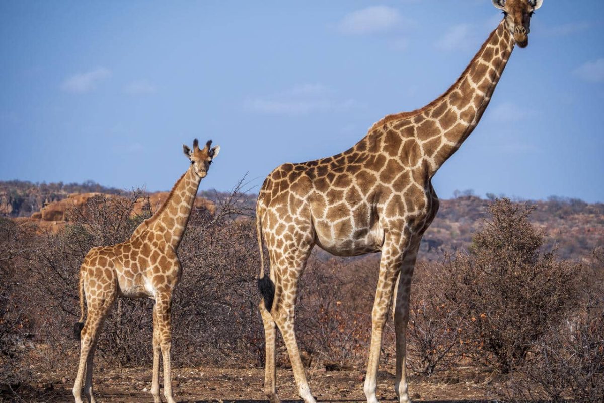 Cedarberg Travel | Mashatu Tuli Safari Lodge