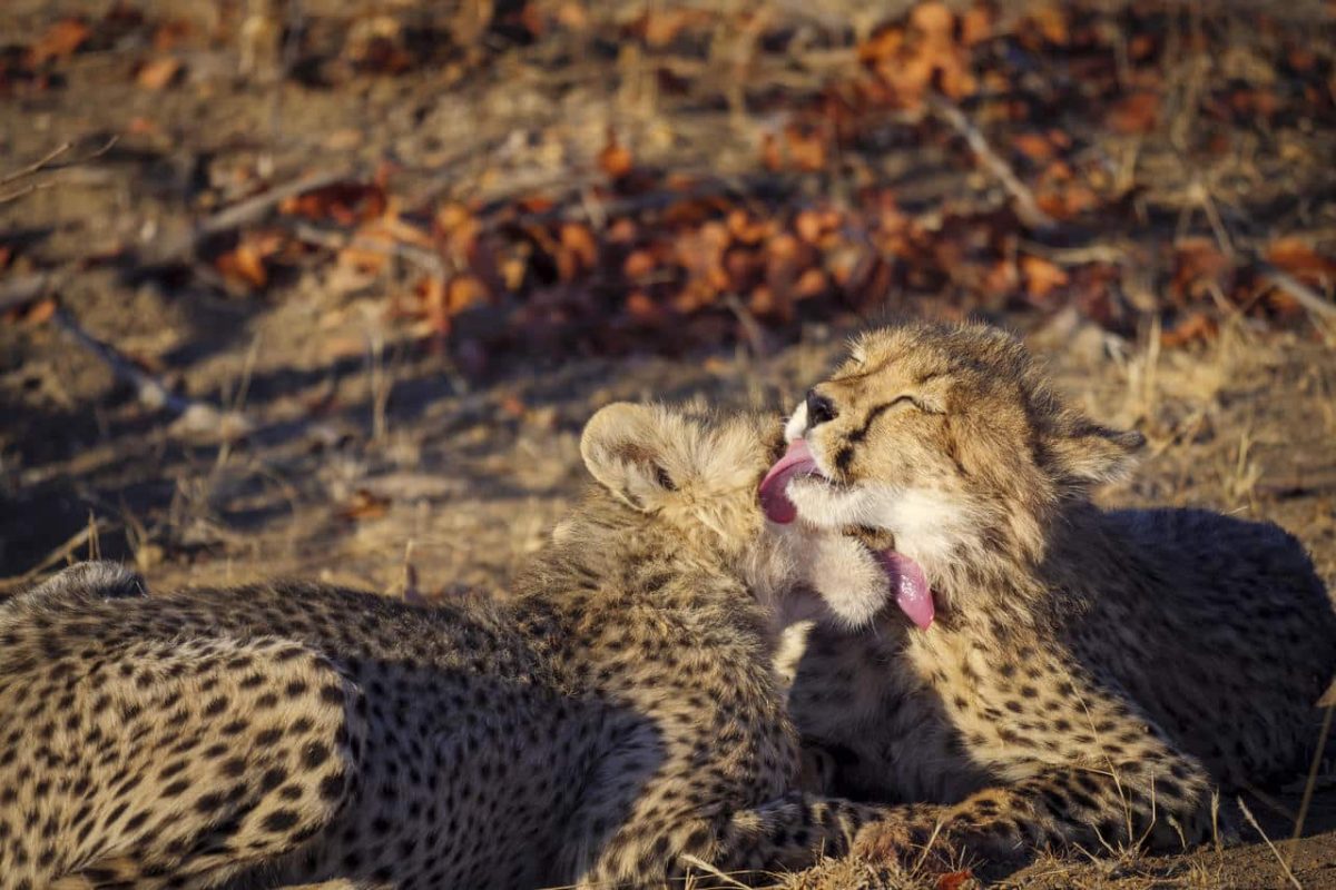 Cedarberg Travel | Mashatu Tuli Safari Lodge