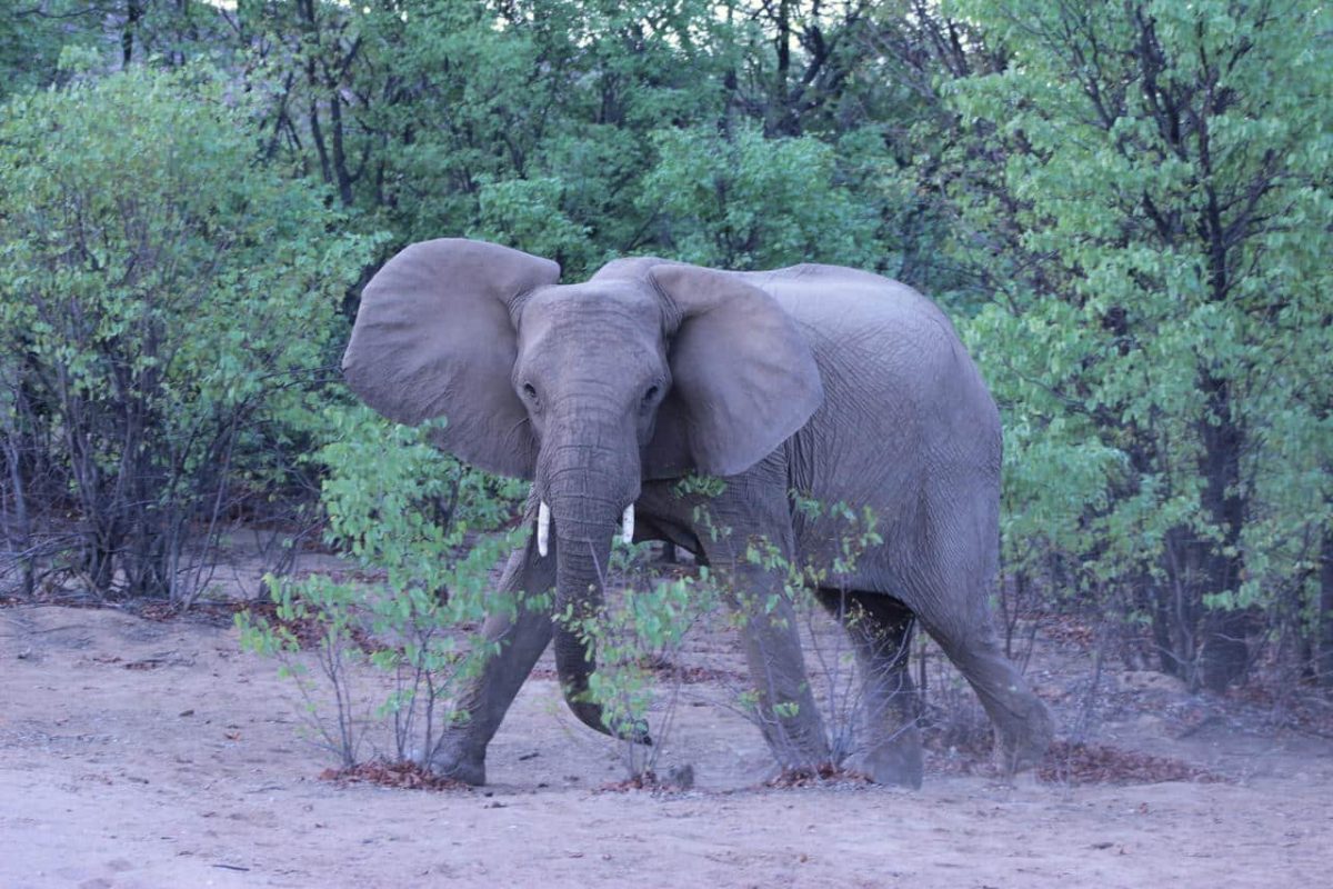 Cedarberg Travel | Hobatere Lodge