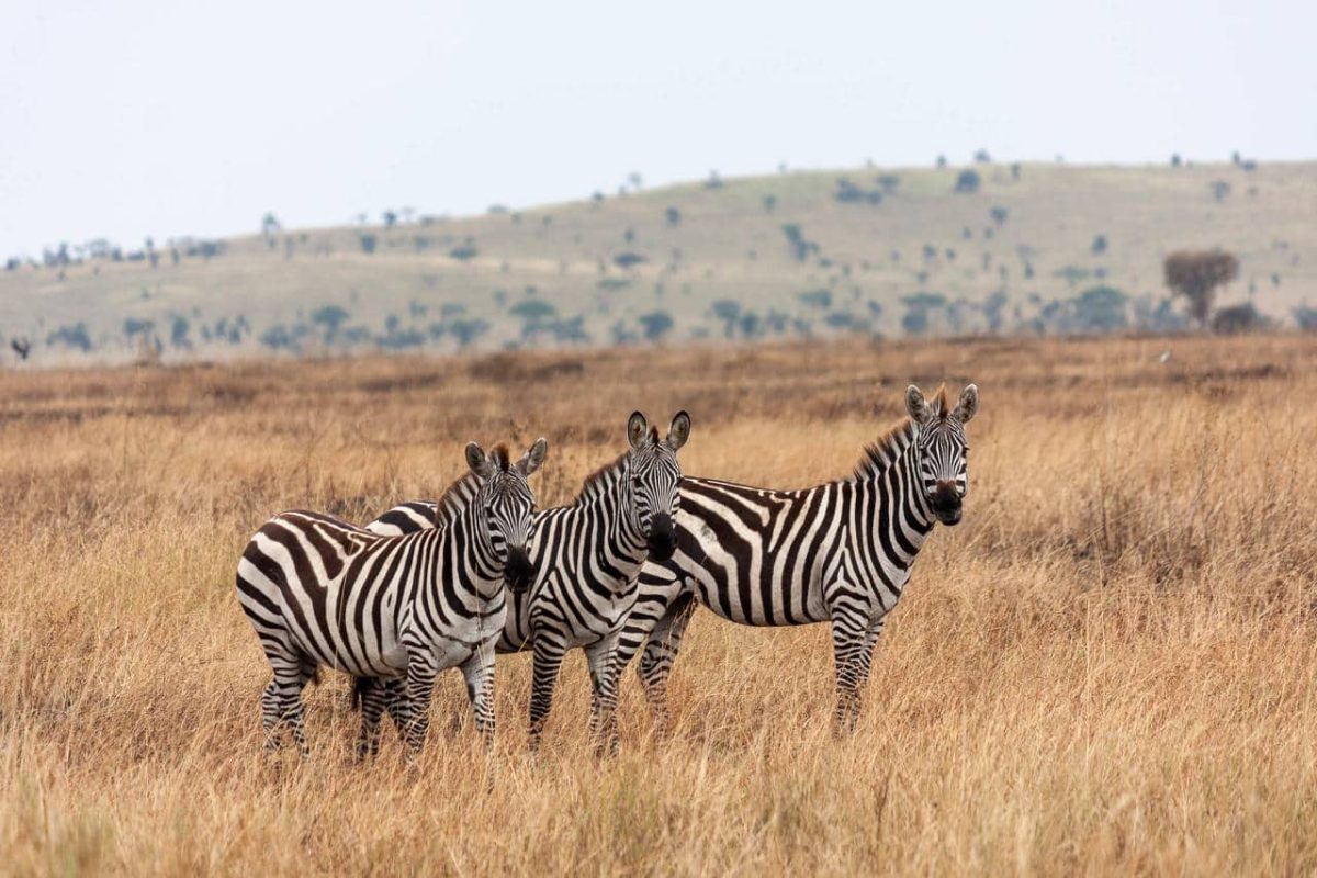 Cedarberg Travel | Simbavati Grumeti