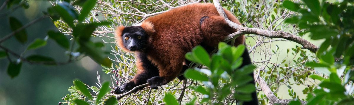 Cedarberg Travel | Masoala Forest Lodge