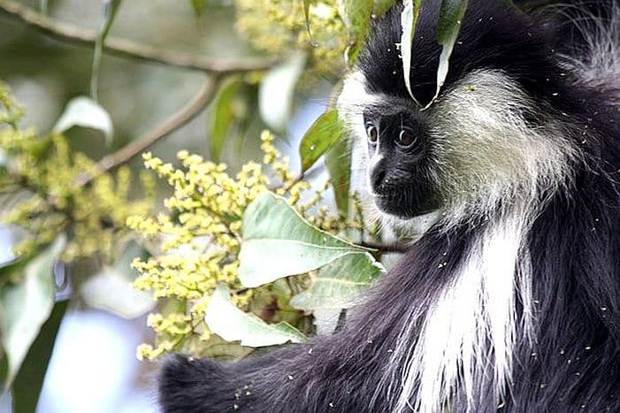 Cedarberg Travel | Ultimate Rwanda with One&Only