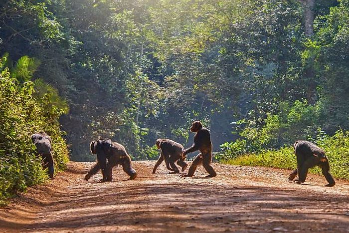 Cedarberg Travel | Ultimate Rwanda with One&Only