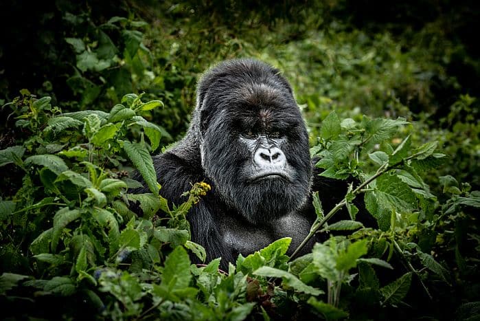 Cedarberg Travel | Ultimate Rwanda with One&Only